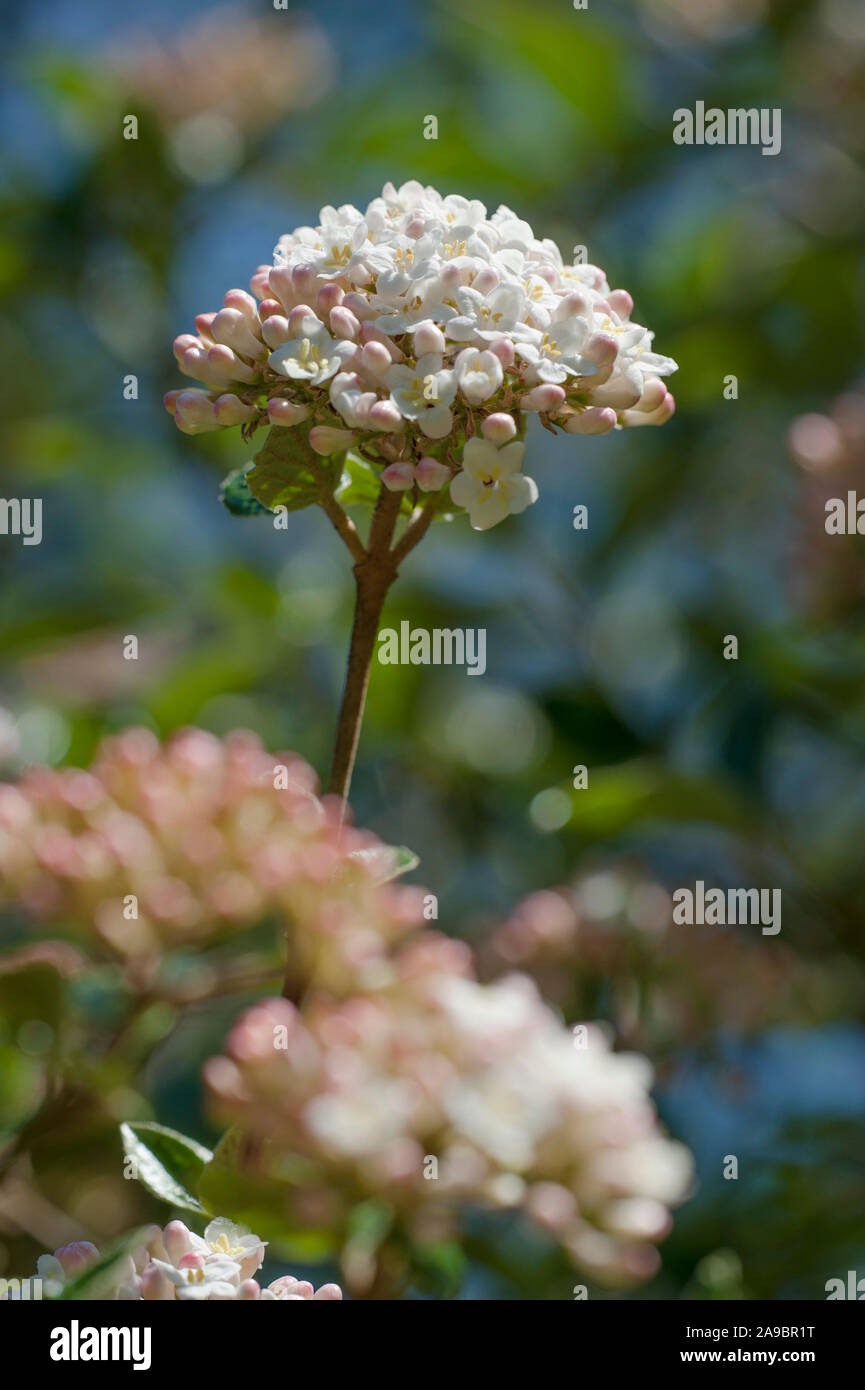 Viburnum x juddii,Judds Schneeball,Judd`s Viburnum Stock Photo Alamy